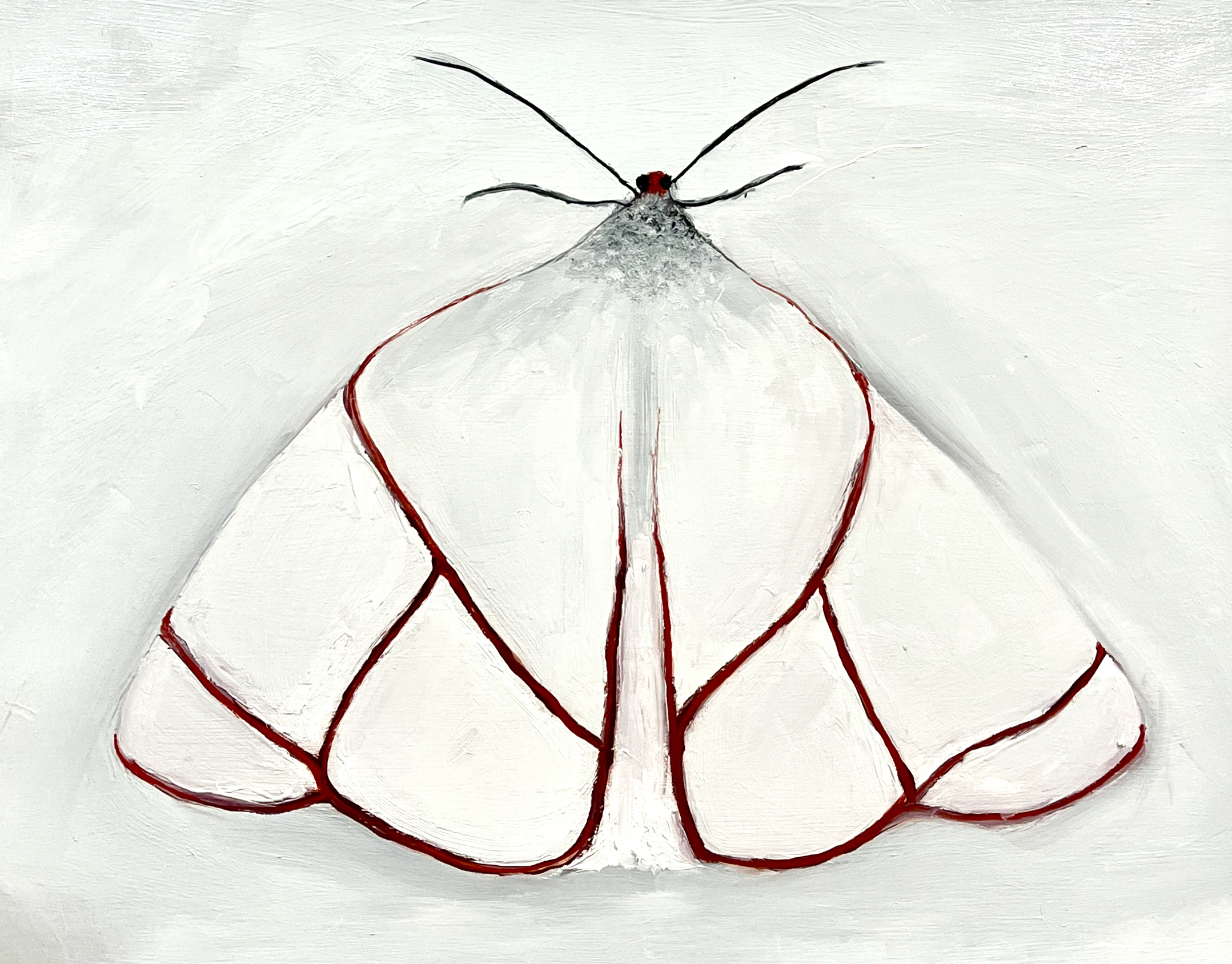 Orange rimmed Satin Moth